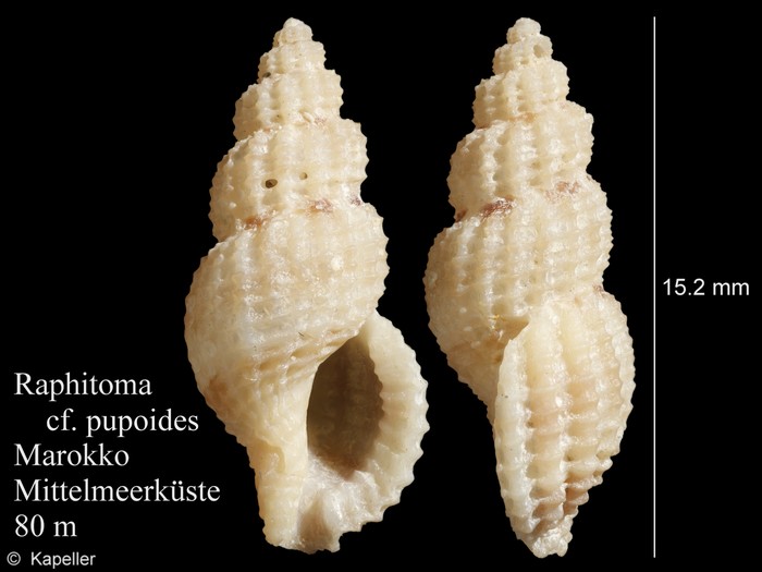 Raphitoma pupoides