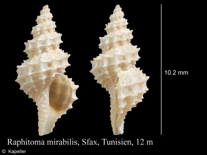 Raphitoma mirabilis