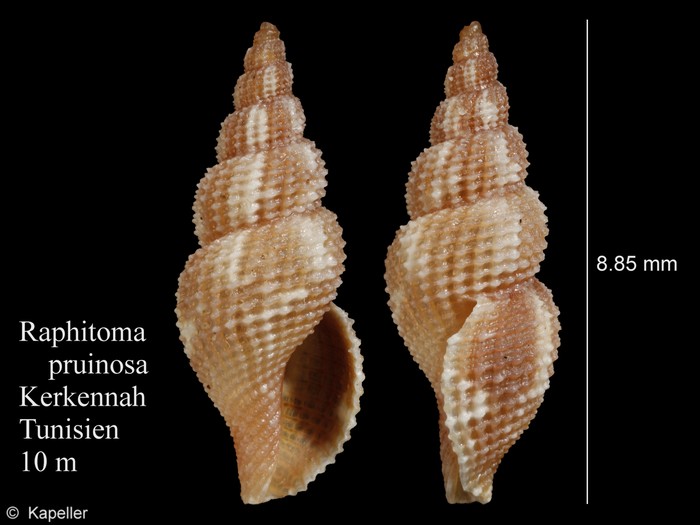 Raphitoma pruinosa