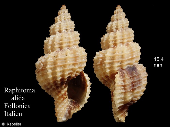 Raphitoma alida Raphitoma alida