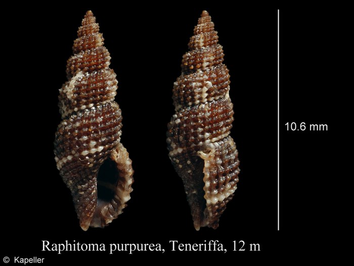 Raphitoma purpurea Raphitoma purpurea