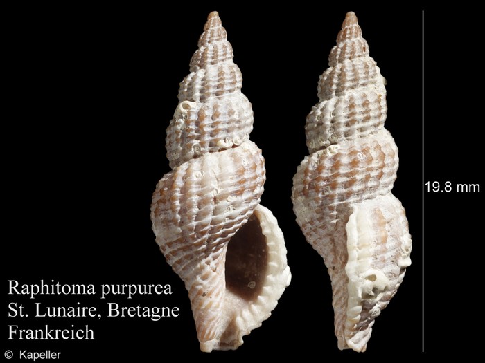 Raphitoma purpurea Raphitoma purpurea