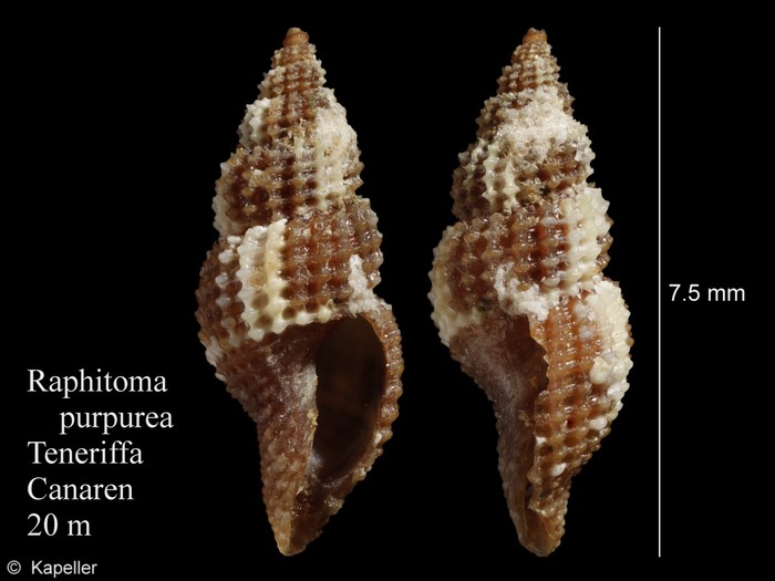 Raphitoma purpurea Raphitoma purpurea