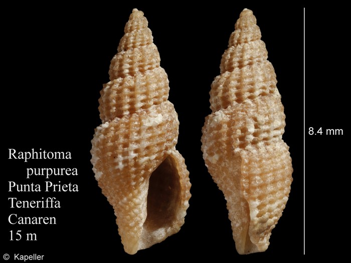 Raphitoma purpurea Raphitoma purpurea