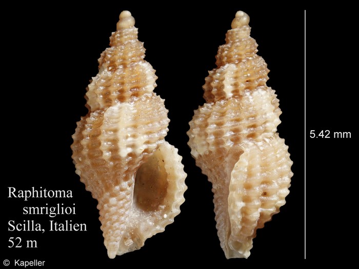 Raphitoma smriglioi Raphitoma smriglioi
