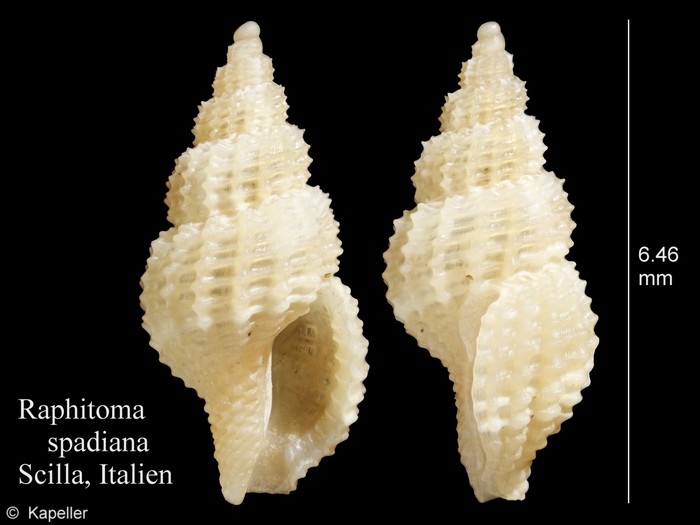 Raphitoma spadiana Raphitoma spadiana