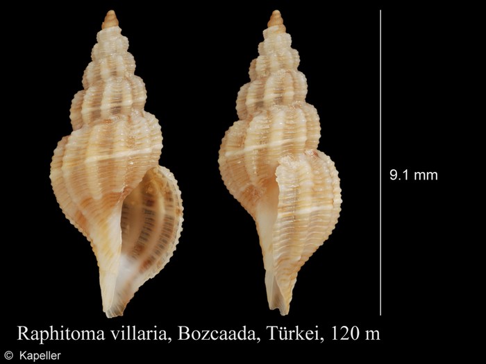 Raphitoma villaria