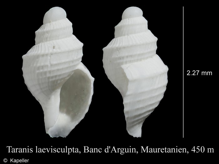 Taranis laevisculpta