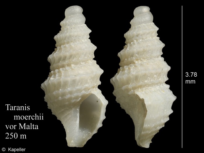 Taranis moerchii Taranis moerchii