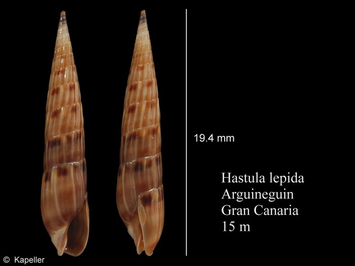 Hastula lepida