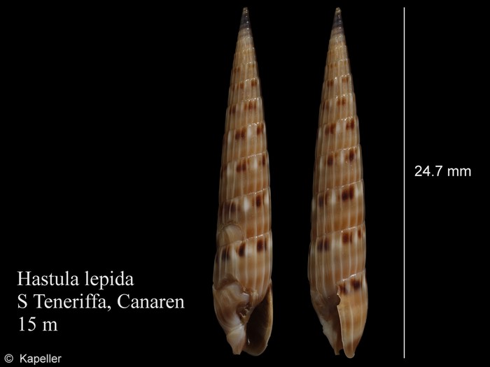 Hastula lepida