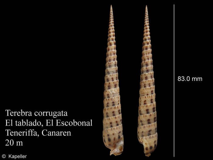 Terebra corrugata