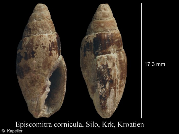 Episcomitra cornicula