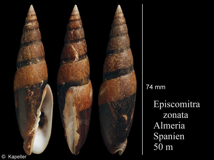 Episcomitra zonata