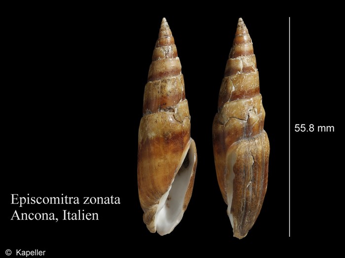 Episcomitra zonata