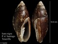 Mollusca (molluscs)