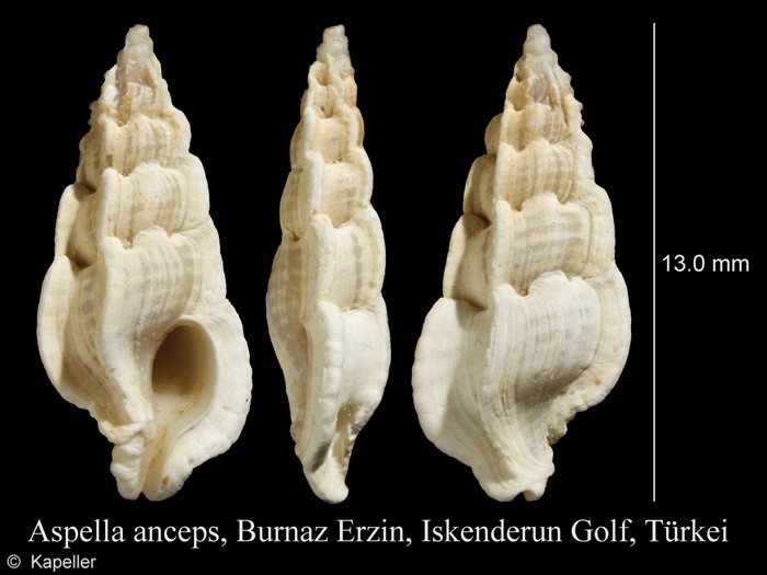 Aspella anceps Aspella anceps
