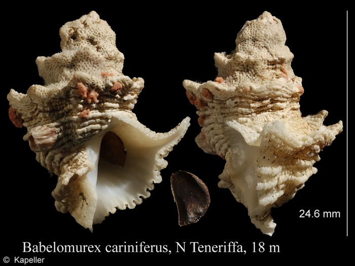 Babelomurex cariniferus