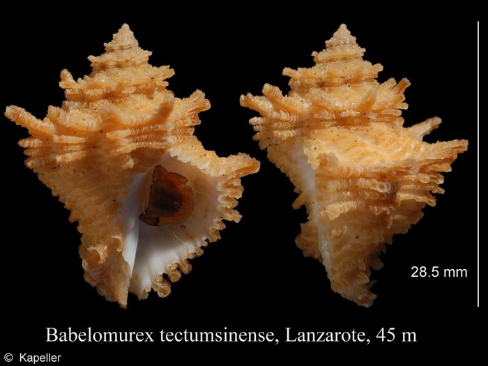 Babelomurex tectumsinense