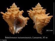 Babelomurex tectumsinensis