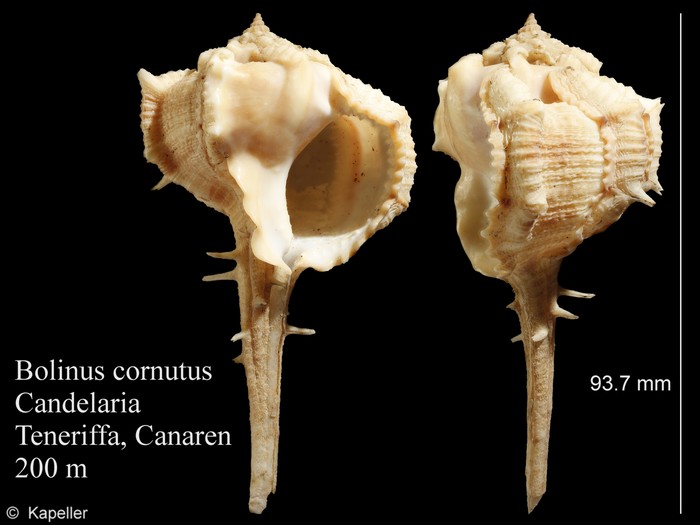 Bolinus cornutus