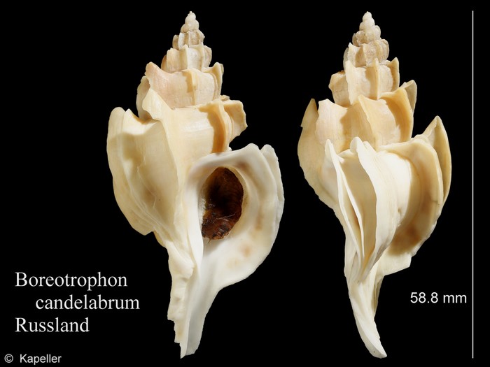 Boreotrophon candelabrum Boreotrophon candelabrum
