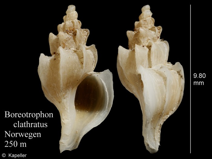 Boreotrophon clathratus