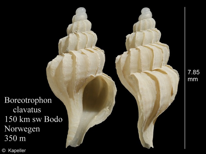 Boreotrophon clavatus Boreotrophon clavatus