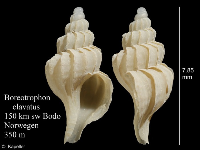 Boreotrophon clavatus