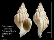 Boreotrophon truncatus