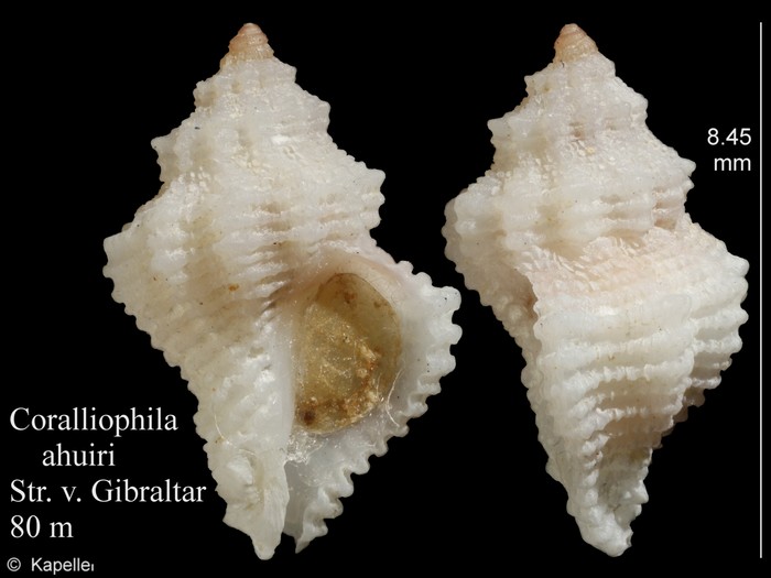 Coralliophila ahuiri Coralliophila ahuiri