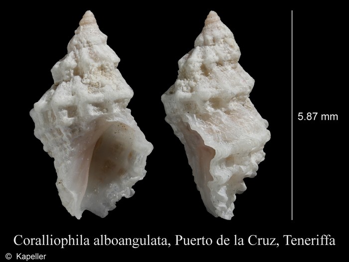 Coralliophila alboangulata Coralliophila alboangulata
