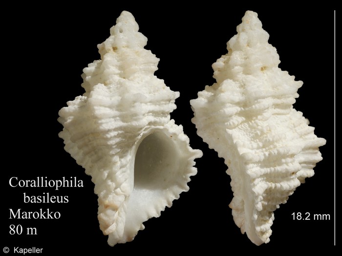 Coralliophila basileus Coralliophila basileus