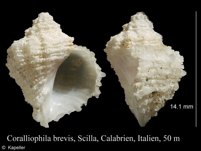Coralliophila brevis Coralliophila brevis