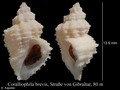 Mollusca (molluscs)