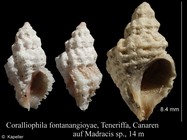 Coralliophila fontanangioyae