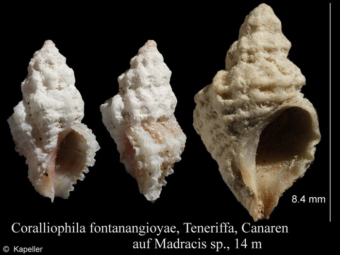 Coralliophila fontanangioyae Coralliophila fontanangioyae