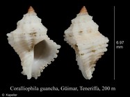 Coralliophila guancha