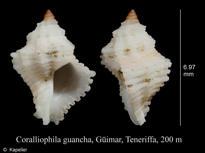 Coralliophila guancha Coralliophila guancha
