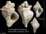 Coralliophila kaofitorum