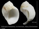 Galeropsis monodonta