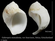Galeropsis monodonta