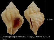 Coralliophila panormitana