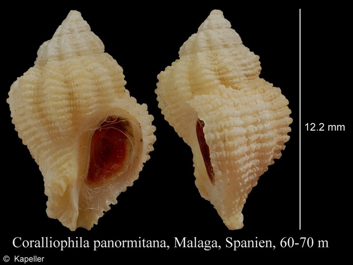 Coralliophila panormitana Coralliophila panormitana