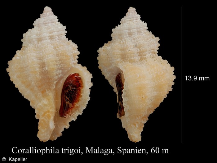 Coralliophila trigoi