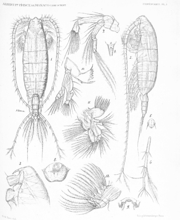 Megacalanus longicornis