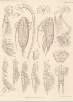 Spinocalanus major