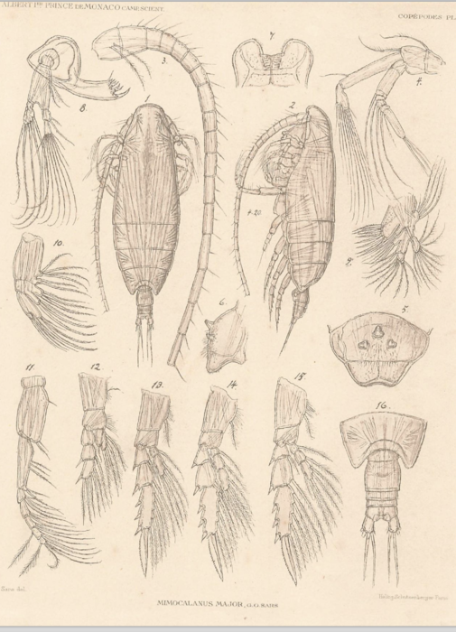 Spinocalanus major