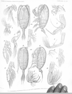 Chiridiella brachdactyla