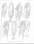 Gaetanus curvicornis